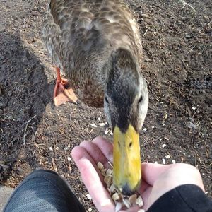 Meet your Posher, Allison